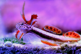 Discordipinna Griessingeri