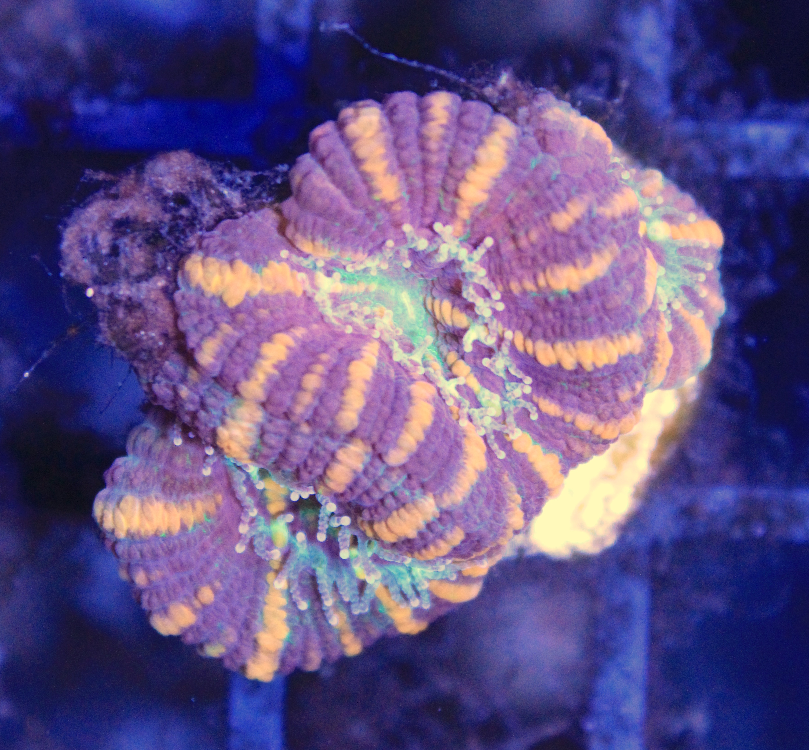 128 Acanthastrea rainbow