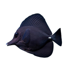 Zebrasoma Rostratum