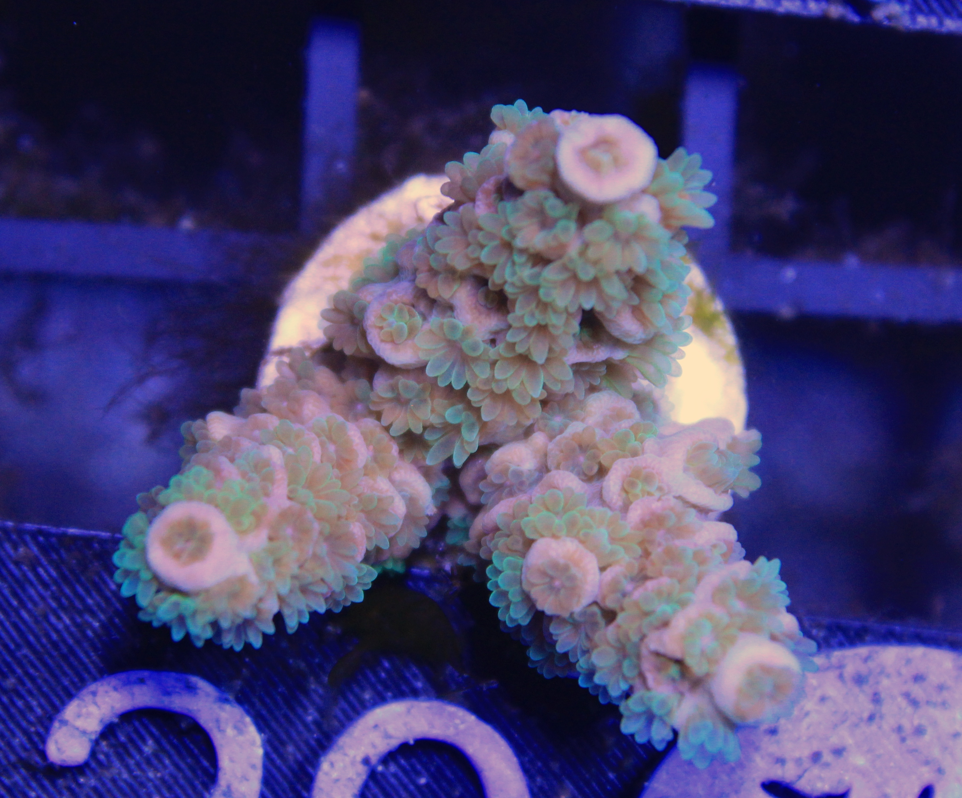029 millepora