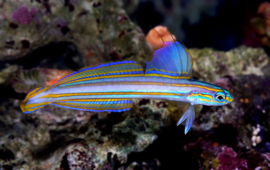 Ptereleotris Grammica