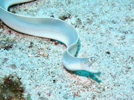 Pseudechidna Brummeri