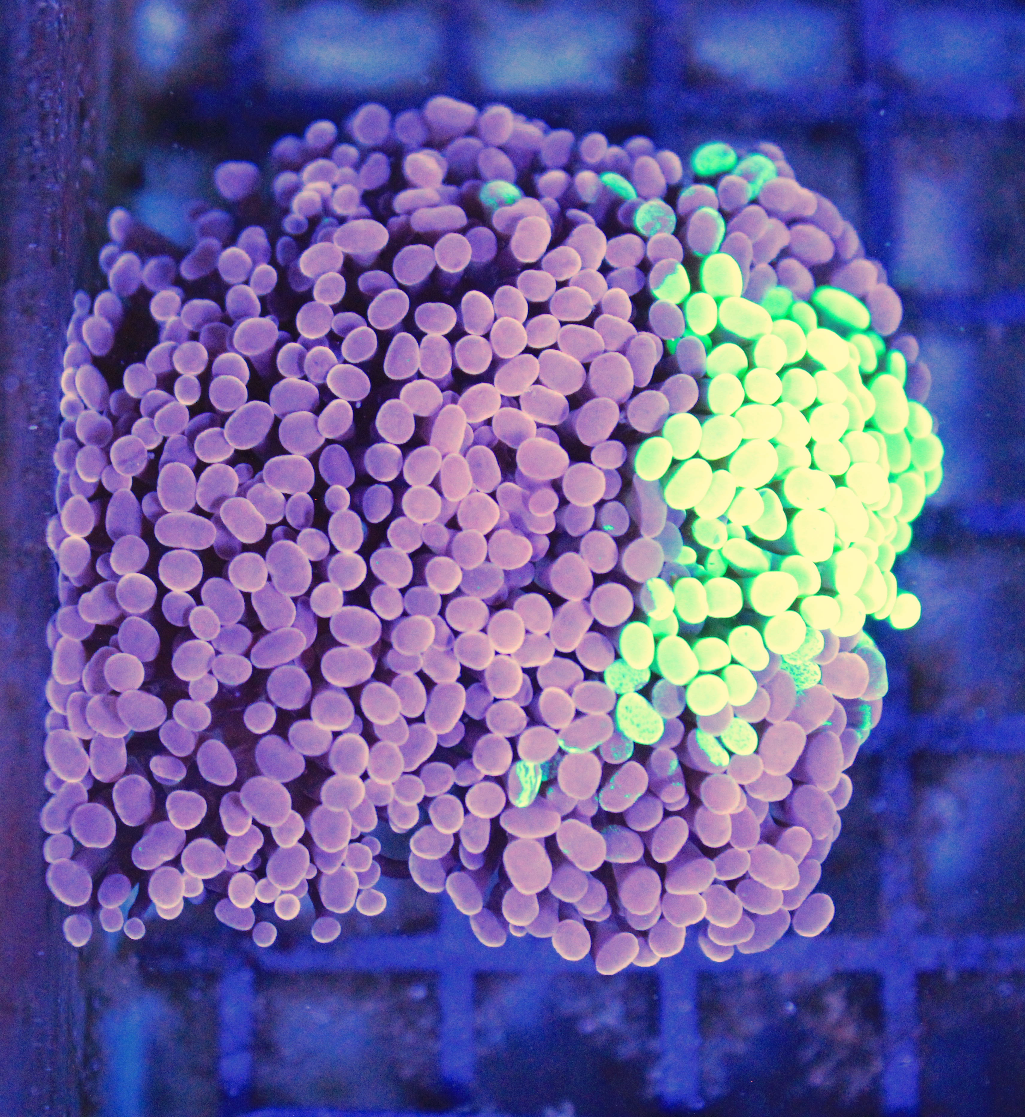 091 euphyllia grafted 5 koppen