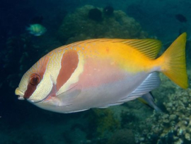 Siganus Virgatus (S)