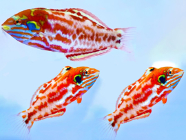 Macropharyngodon Choati