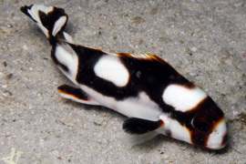 Plectorhinchus Orientalis