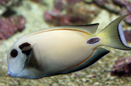 Acanthurus Tennenti (L)