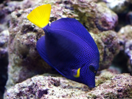 Zebrasoma Xanthurum L