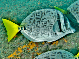 Prionurus Punctatus