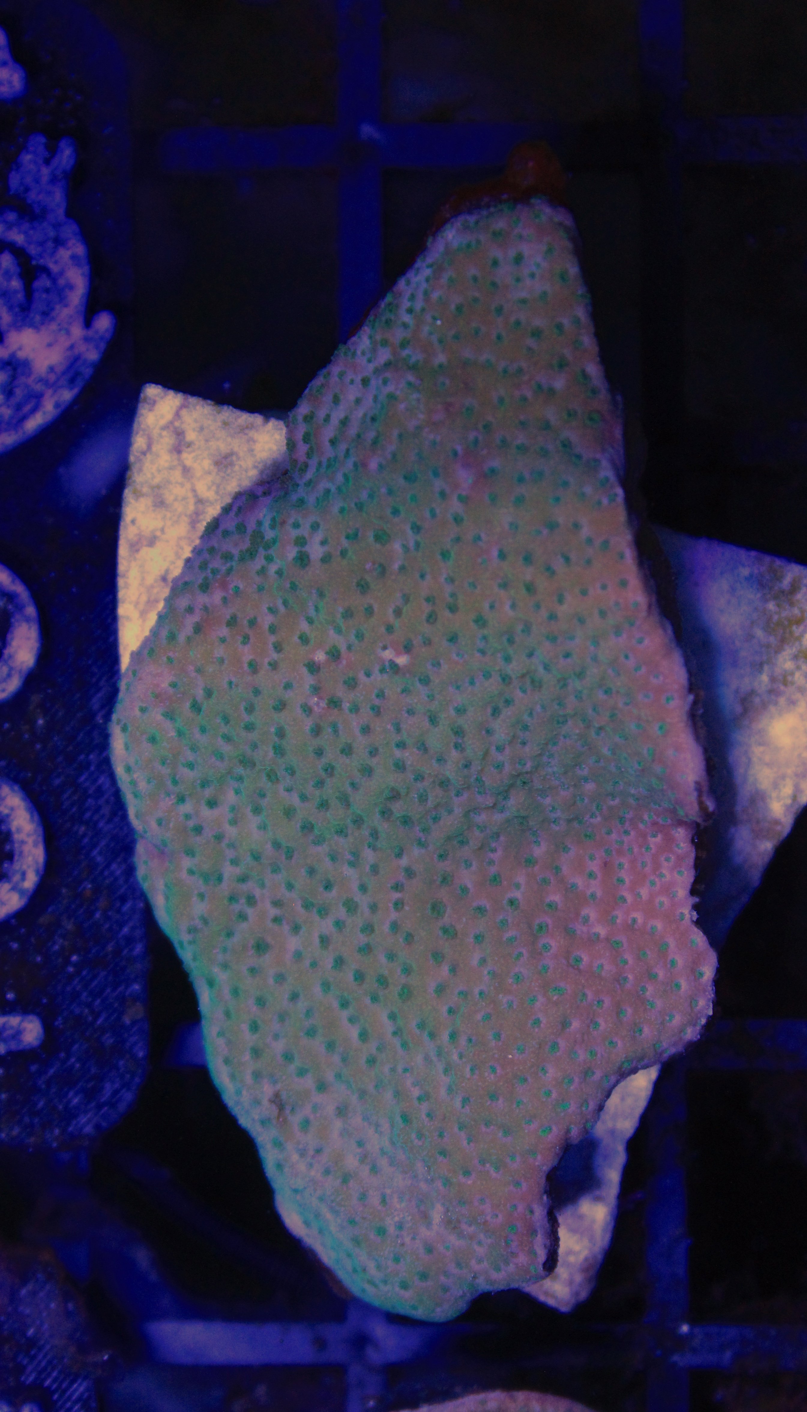 093 montipora digitata groen