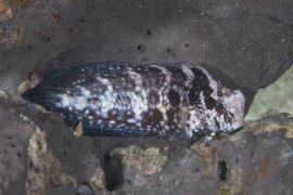 Atrosalarias Hosokawai