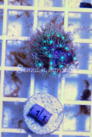11 Briareum sp ( Senna’s koralen kweek )