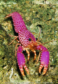 Enoplometopus Debelius