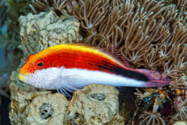 Paracirrhites Forsteri