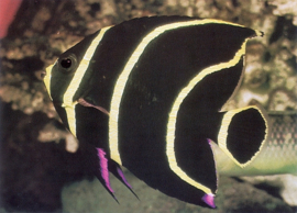 Pomacanthus Paru  (JUV)