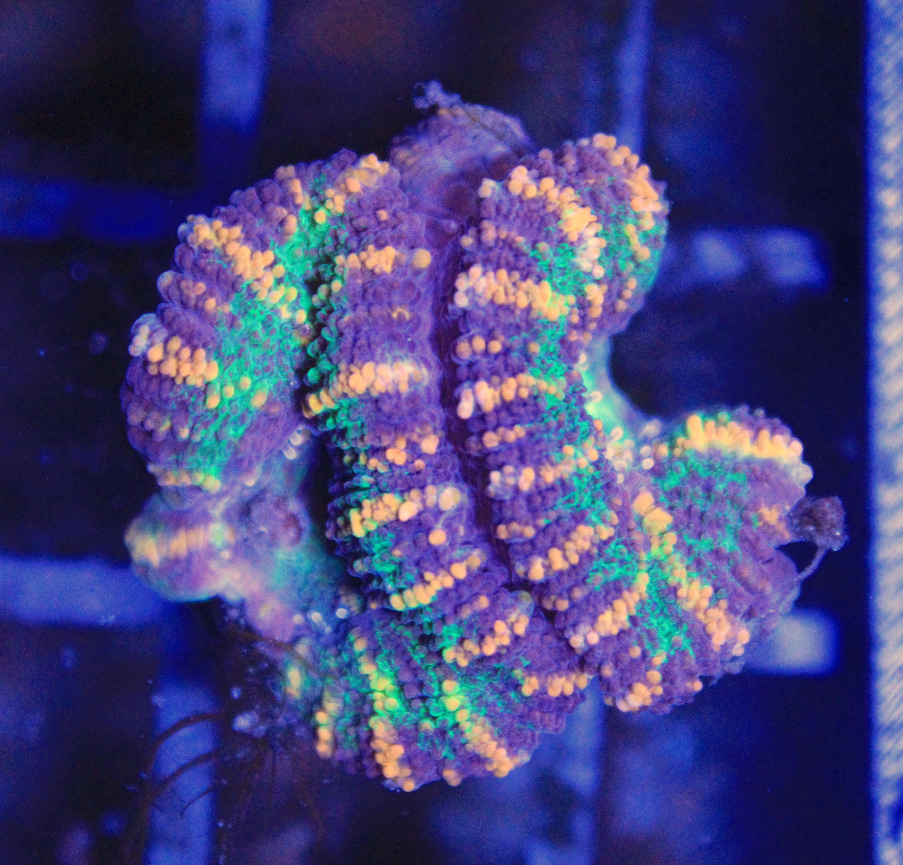 121 Acanthastrea rainbow