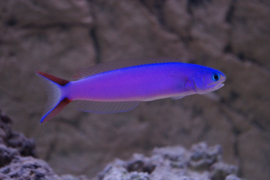 Hoplolatilus Purpureus