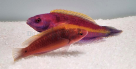 Cirrhilabrus Luteovittatus