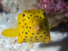 Ostracion Cubicus (M)