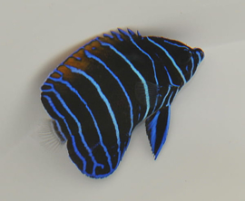 Pomacanthus Navarchus ( JUV S/M )