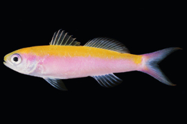 Luzonichthys Whitleyi