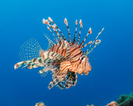 Pterois Volitans (L)