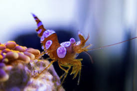 Thor Amboinensis