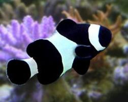 Amphiprion Ocellaris Black