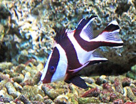 Lutjanus Sebae