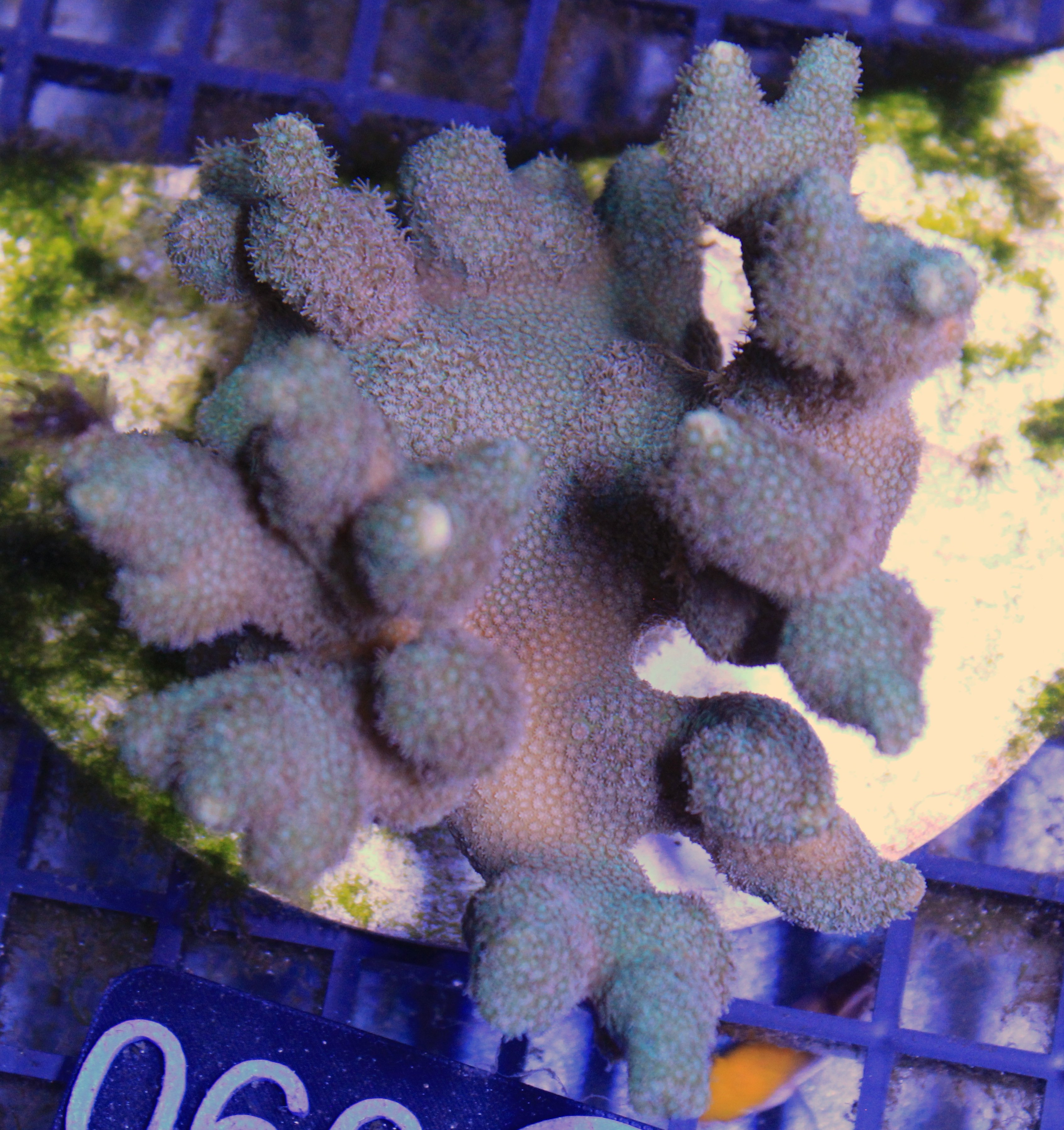 060 montipora digitata groen