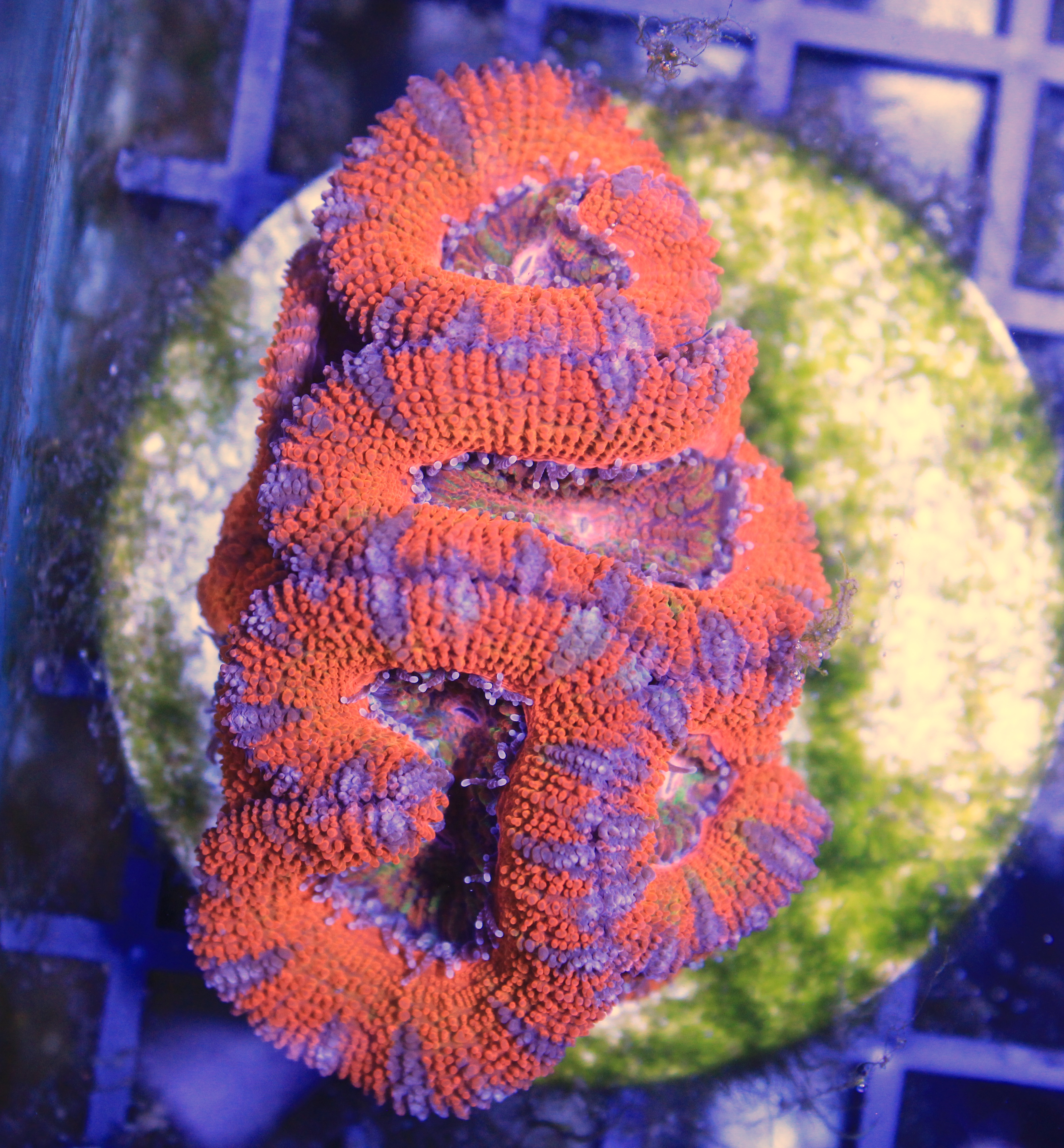139 Acanthastrea red
