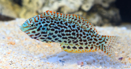 Macropharyngodon Meleagris