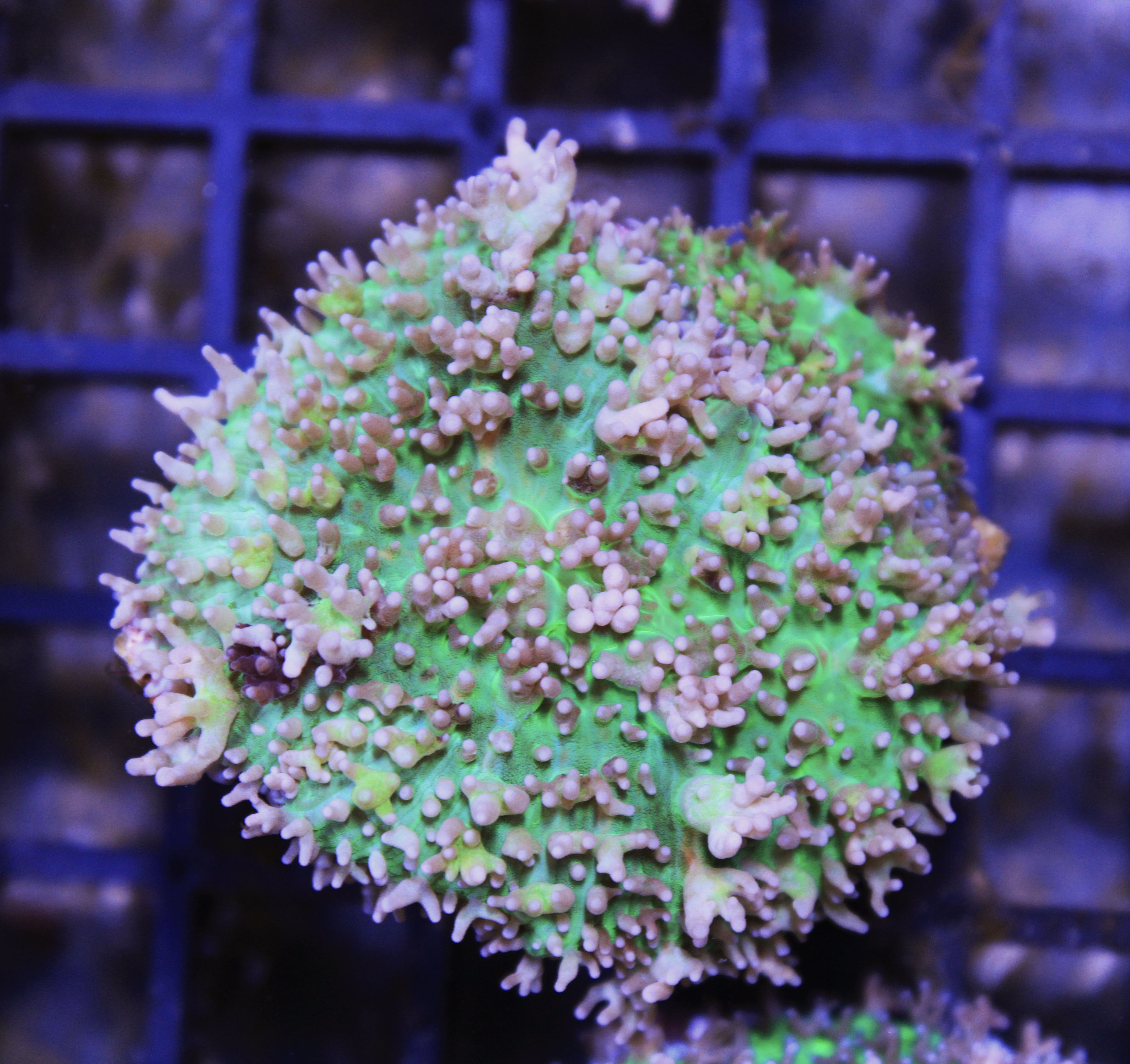 Rhodactis groen roze