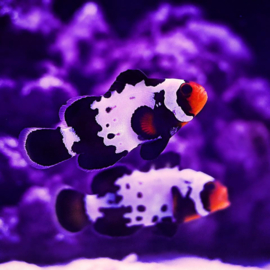 Amphiprion Ocellaris Bullet Hole