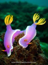 Hypselodoris Bullockii