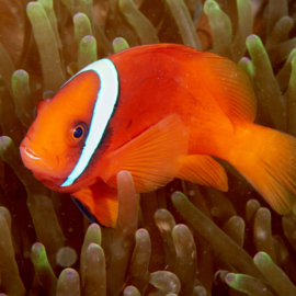 Amphiprion Frenatus