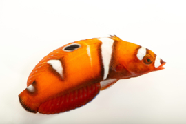 Coris Formosa (JUV)