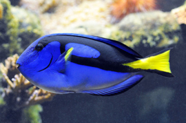 Paracanthurus Hepatus (M)