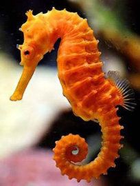 Hippocampus Erectus 4-6cm - Orange
