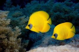 Chaetodon Semilarvatus (M)