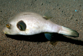 Arothron Immaculatus