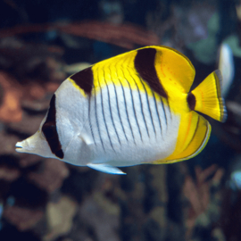 Chaetodon Ulietensis