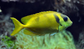 Siganus Corallinus