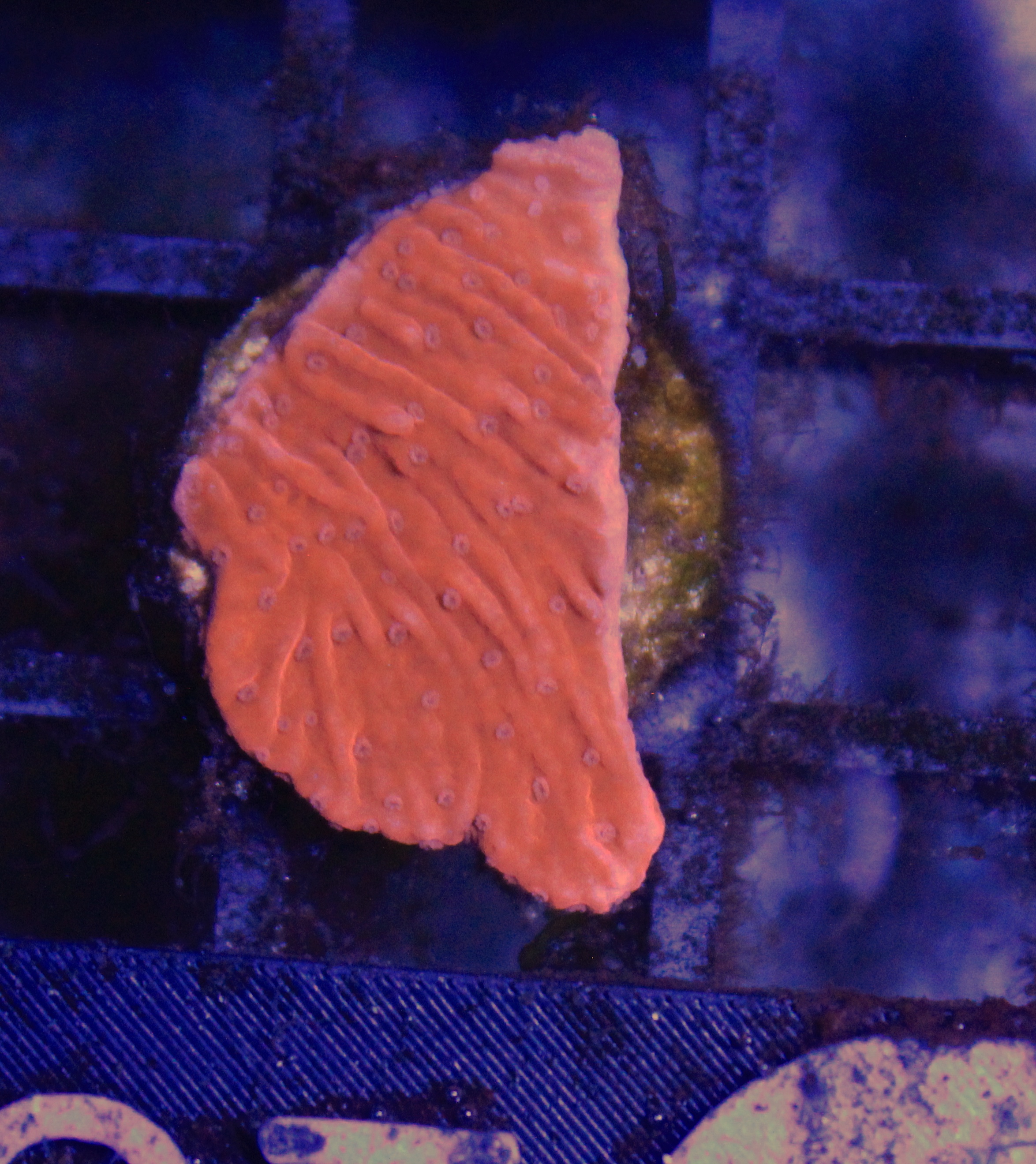 027 montipora rood ( sennas koralen kweek )