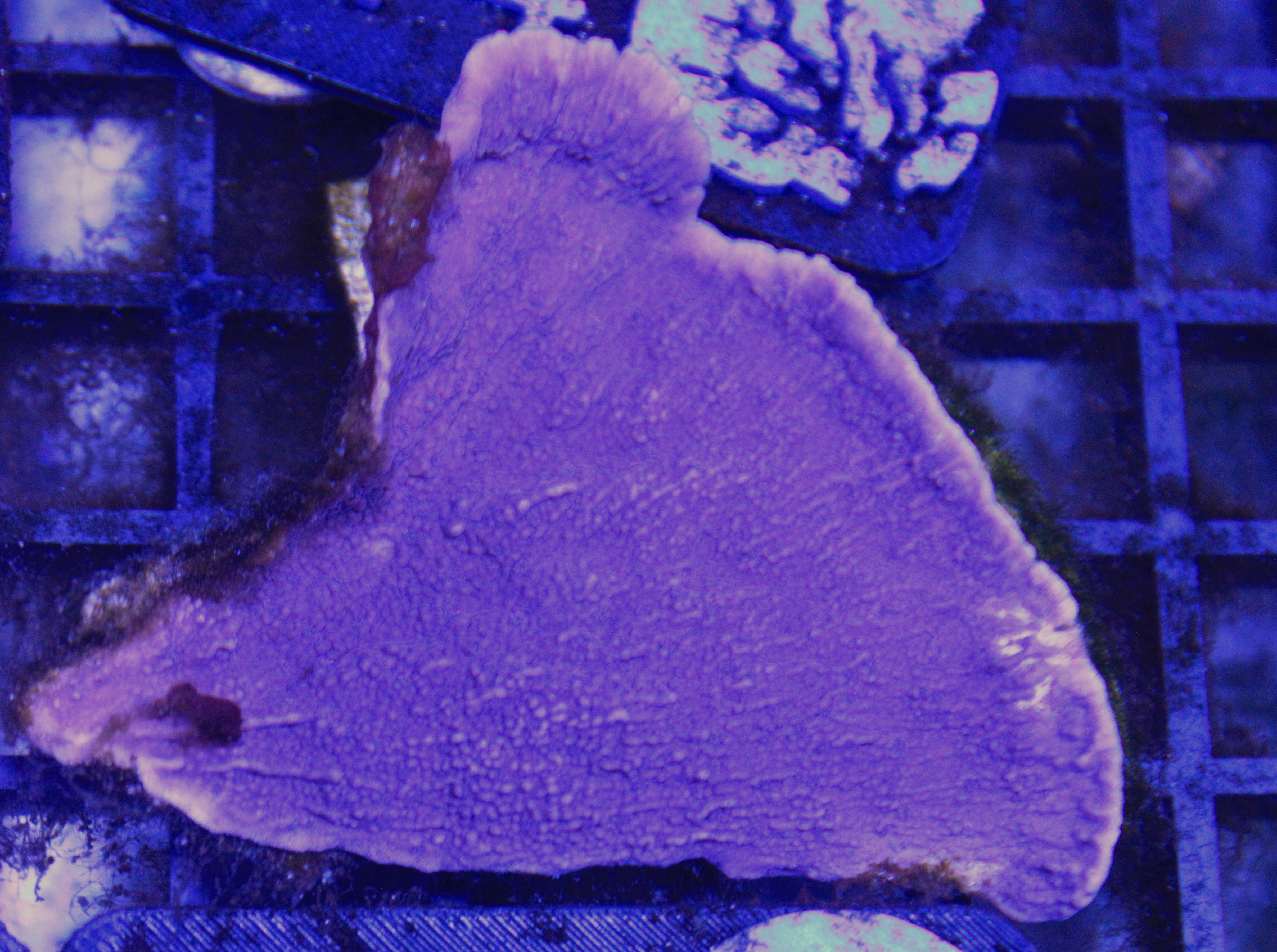022 montipora paars ( sennas koralen eigen kweek )