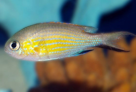 Chromis Vanderbilt