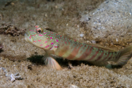 Cryptocentrus Leptocephalus