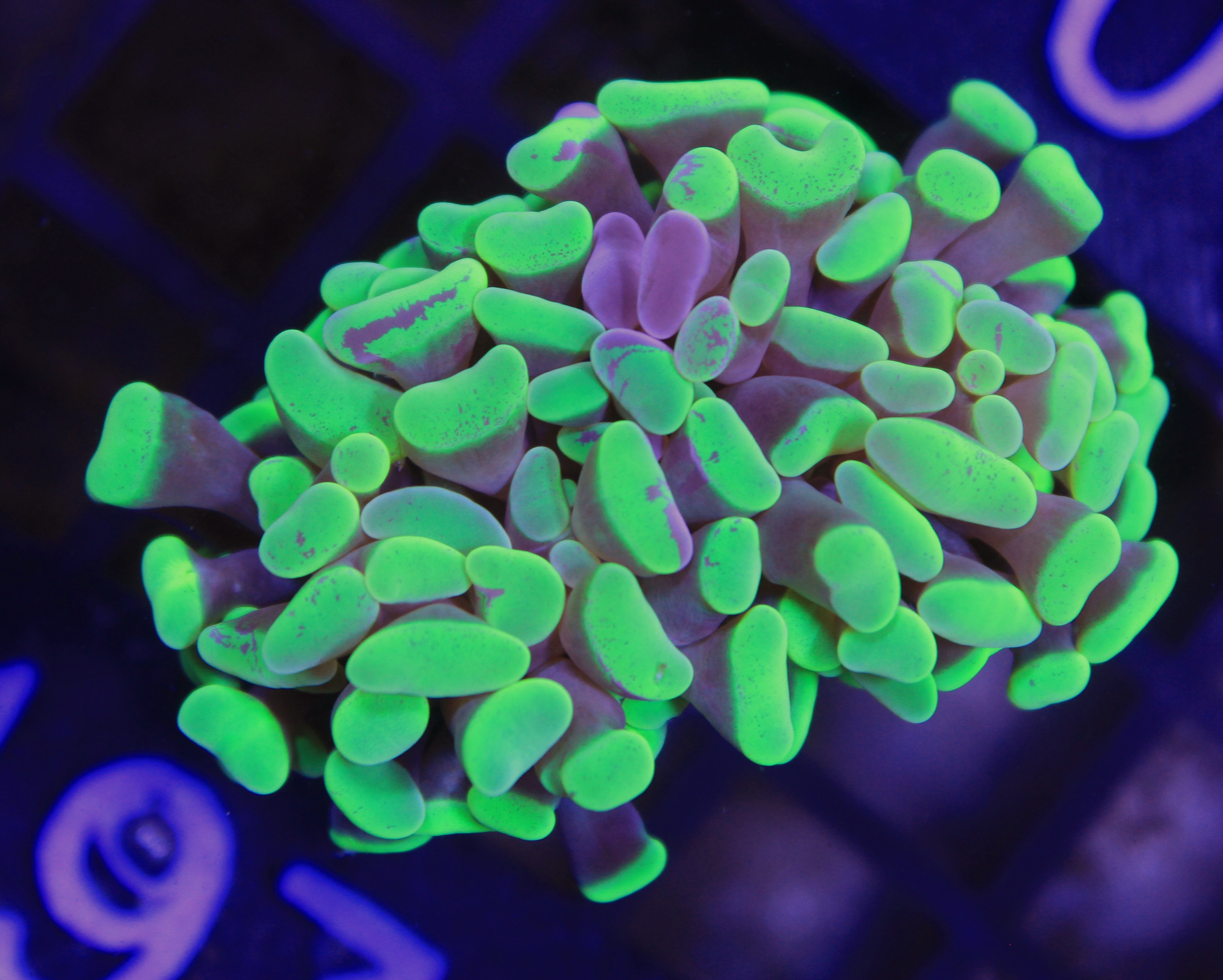 197 euphyllia paraancora green 2 koppen