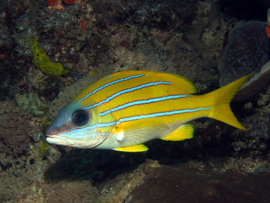Lutjanus Kasmira
