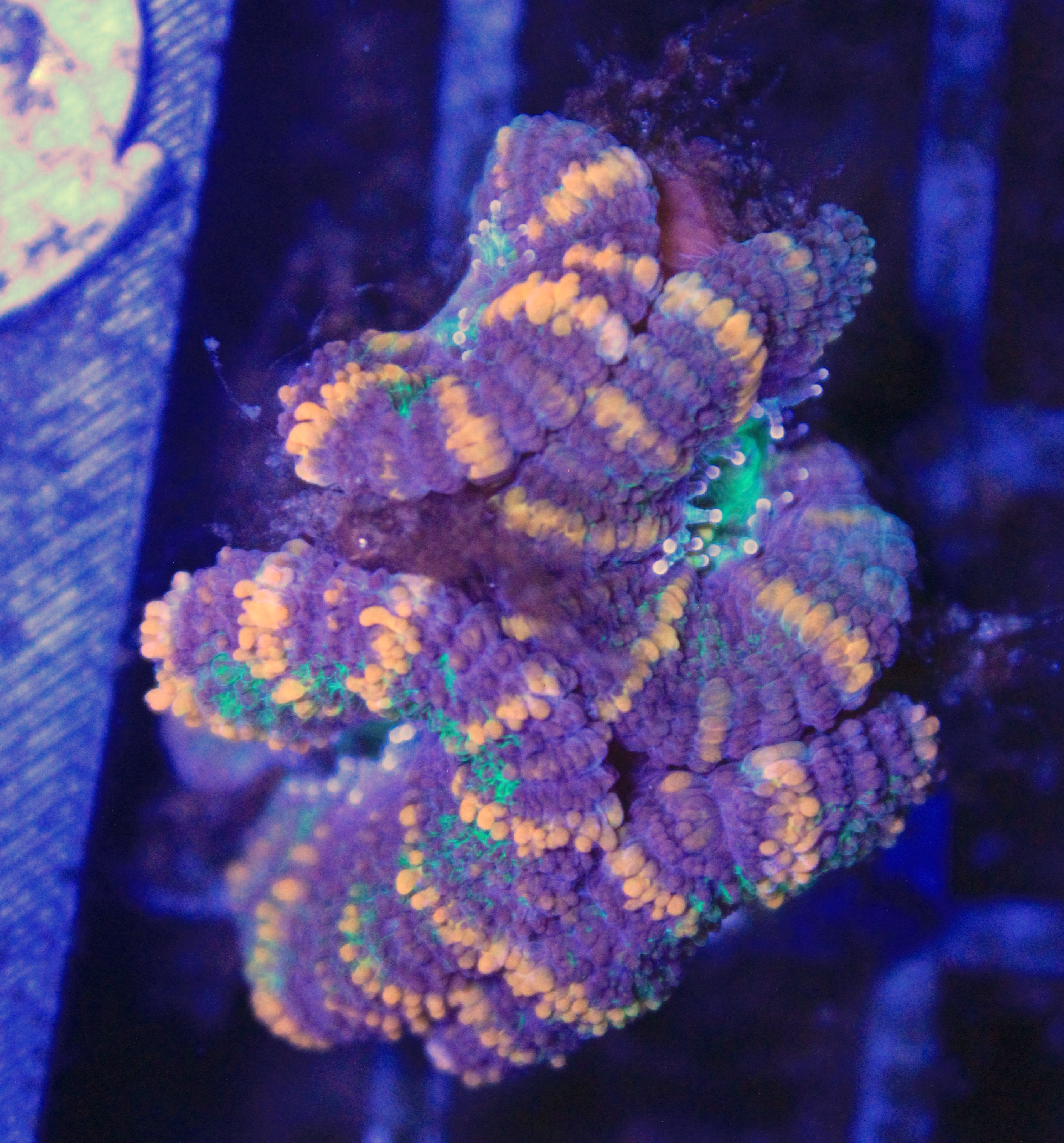 144 Acanthastrea rainbow